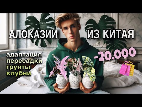 Видео: РАСПАКОВКА АЛОКАЗИЙ ИЗ КИТАЯ!🤩 ПЕРЕСАДКА ОРХИДЕИ / СБОРЫ В ТАИЛАНД🇹🇭 / ТЕПЛИЦА И ОБЗОР КУЧИ РАСТЕНИЙ
