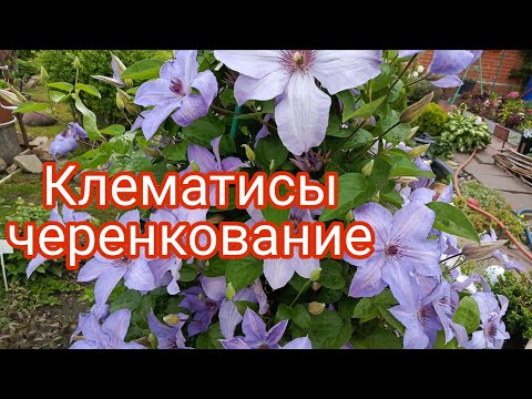 Видео: РАЗМНОЖЕНИЕ КЛЕМАТИСА ЧЕРЕНКАМИ .