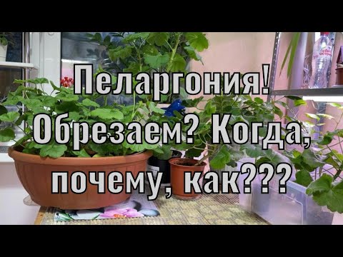 Видео: Пеларгония ОСЕНЬЮ! Обрезать или нет? Почему?