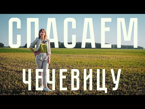 Видео: Спасаем ЧЕЧЕВИЦУ после гербицида!