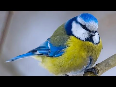 Видео: 12 ноября. Синичкин день. Варежки. Народный календарь для малышей. 🔥