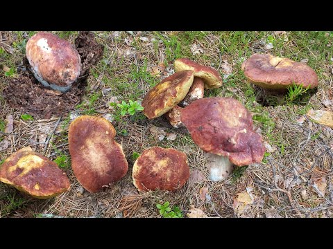 Видео: Грибы🍄Вауу Боровые поляна Шик Шок/Опять дедушка меня увёл в лес,спасибо Навигатору/Обиделся  что-ли?