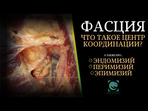 Видео: ФАСЦИЯ. Что такое ЦЕНТР КООРДИНАЦИИ? Эпимизий.Перемизий. Эндомизий. Татьяна Яковлева.