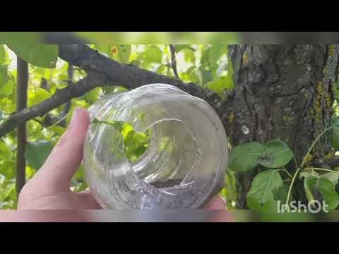 Видео: Воздушная отводка груши от А до Я