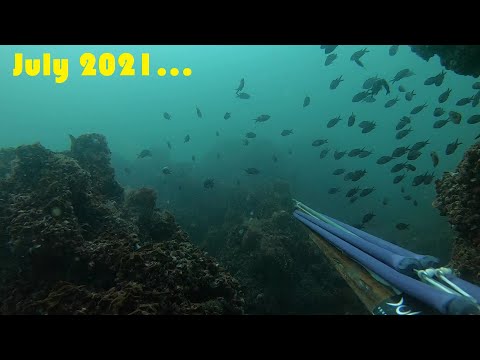 Видео: Краят на юли - подводен риболов в Черно Море (юли 2021)