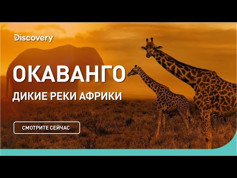 Видео: Окаванго | Дикие реки Африки | Discovery