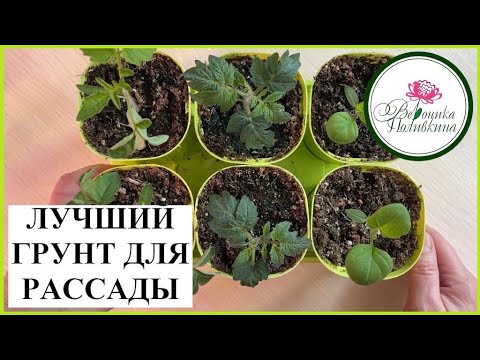 Видео: ГРУНТ ДЛЯ РАССАДЫ. ПРОБЛЕМЫ ПОКУПНЫХ И ЛУЧШИЙ РЕЦЕПТ САМОДЕЛЬНОГО