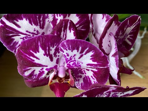 Видео: Цветем🌸🌸🌸 февраль 2024