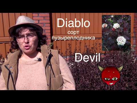 Видео: Сорта пузыреплодника калинолистного. Обзор сортов, посадка и уход.