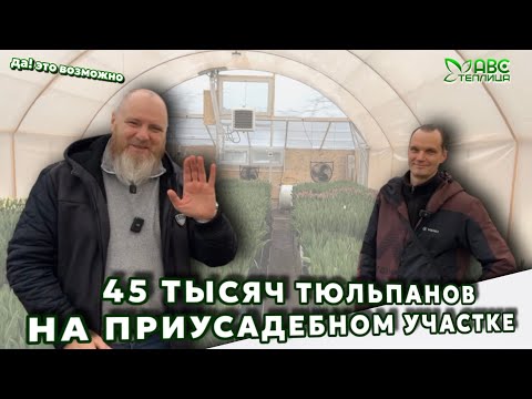 Видео: 45 000 тюльпанов на приусадебном участке. В три яруса!  #выгонкатюльпанов #гидропоника #теплица