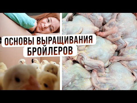Видео: ОСНОВЫ ВЫРАЩИВАНИЯ БРОЙЛЕРОВ ОТ А ДО Я