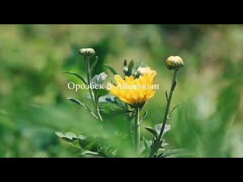 Видео: Орозбек  @ Айсалкын