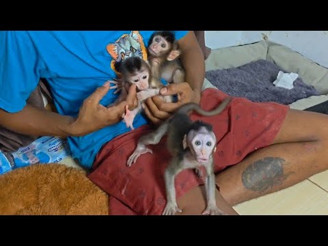 Видео: ОПАСНО! КОРОЛЕВА ГОТОВИТСЯ НАПАДАТЬ НА ОПЕРАТОРА! ЗЛОЙ МАЛЕНЬКИЙ ОБЕЗЬЯН