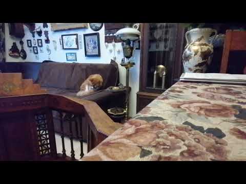 Видео: Самвел Адамян. Анжелика Снежинская. Лицемерка позорная... 