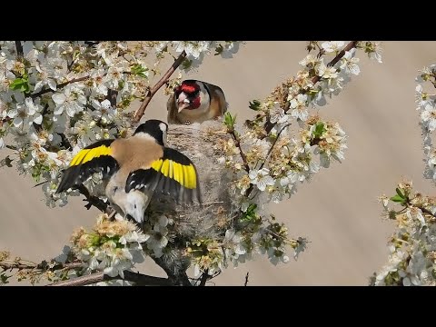 Видео: Щеглы свили гнездо, а листьев еще нету. Весна.