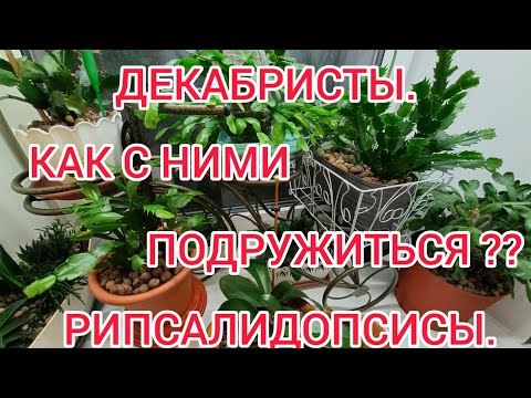 Видео: ДЕКАБРИСТ РОЖДЕСТВЕННИК,РИПСАЛИДОПСИС! КАК ПОДРУЖИТЬСЯ С ЭТИМИ РАСТЕНИЯМИ!?! Мой успешный опыт.