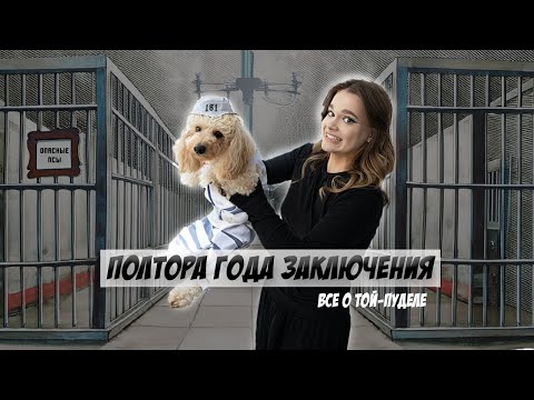 Видео: МЫ КУПИЛИ ТОЙ-ПУДЕЛЯ | ВСЕ О ПОРОДЕ