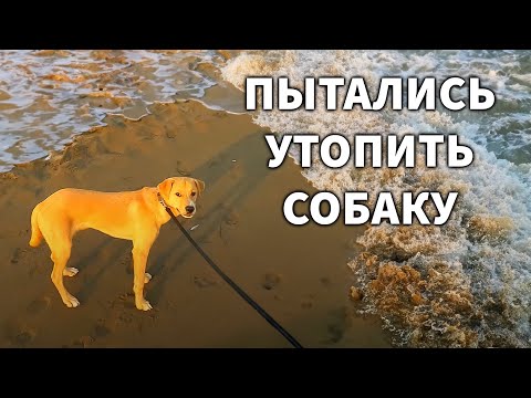 Видео: Наконец-то осень, можно сажать огород и купаться в море!