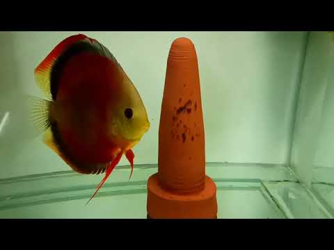 Видео: Начало селекции.