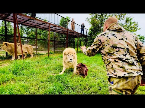 Видео: Этот белый лев последне время ПРОСТО  ТЕСТИРУЕТ Олега Зубкова на смелость и выдержку!