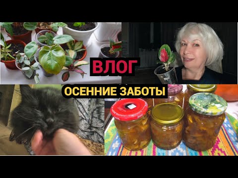 Видео: ✅ ВЛОГ/Хотела янтарное, не получилось/Убираю хризантемы из сада /Осенние заботы