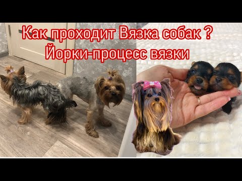 Видео: VLOG:ВЯЗКА ЙОРКОВ|КАК ПРОХОДИТ,ЧТО НУЖНО ЗНАТЬ? Инструкция.Йоркширские терьеры ❤️