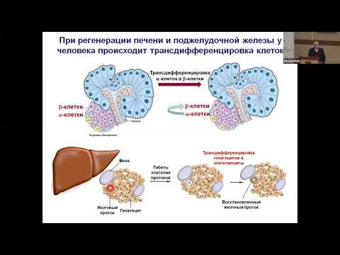 Видео: Ткачук В.А. Регуляция обновления и регенерации тканей человека