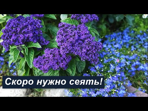 Видео: Гелиотроп- мой незаменимый однолетник