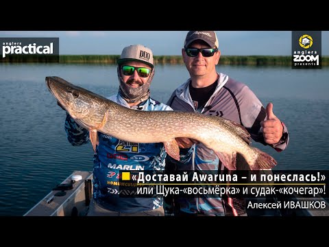 Видео: «Доставай Awaruna – и понеслась!», или Щука-«восьмёрка» и судак-«кочегар»! Алексей Ивашков