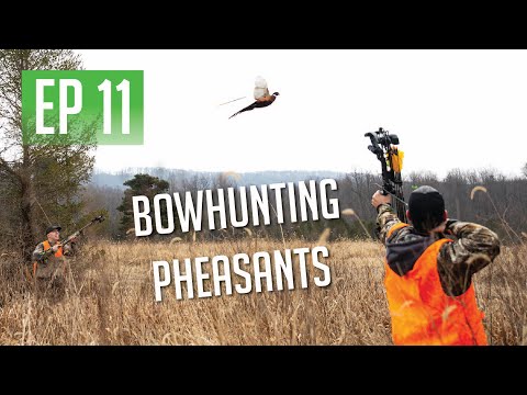 Видео: ОХОТА НА ФАЗАНА С НАШИМИ ЛУКАМИ