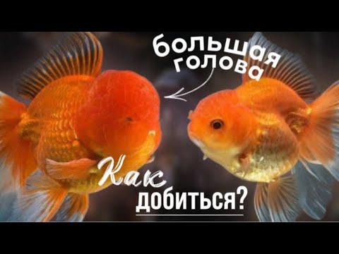 Видео: Секрет большой головы у Оранды. Сибирская ферма золотых рыбок.