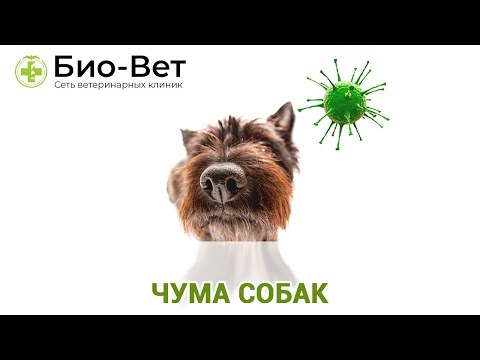 Видео: Чума Собак - Симптомы и Лечение // Сеть Ветклиник БИО-ВЕТ