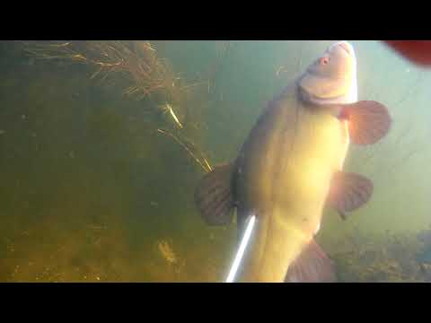 Видео: Подводная охота на Орели (гавайка)  Hawaiian sling with Trigger Mehanism