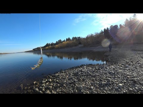 Видео: 02 10 2022 спиннинг на Оби в начале октября