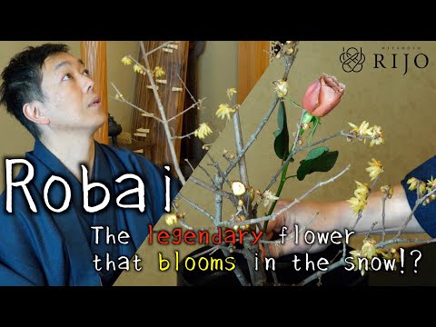 Видео: Урок икебаны | Как оформить морибану с помощью робаи