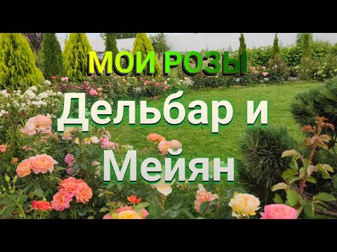 Видео: РОЗЫ ДЕЛЬБАР И МЕЙЯН В МОЕМ САДУ | Ароматные розы | Самые ароматные розы