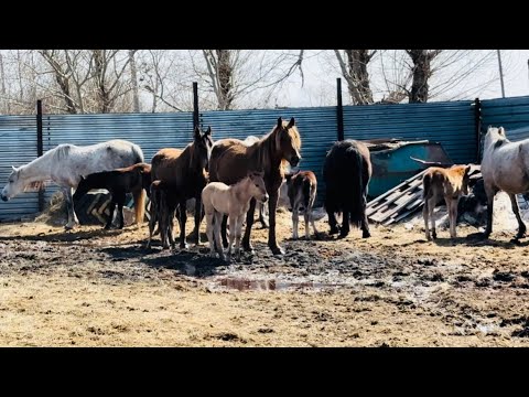 Видео: Көктем келді #жылқы #көктем #ақмола