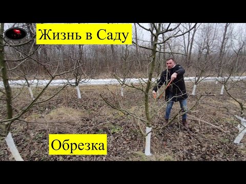 Видео: Обрезка 7 летней яблони. Жизнь в Саду!!