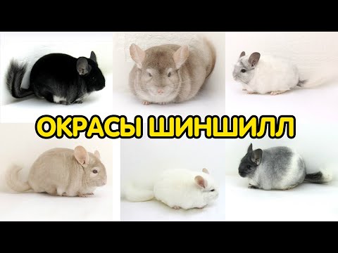Видео: Окрасы шиншилл и как их различать: стандарт, гетеробеж, черный бархат и другие