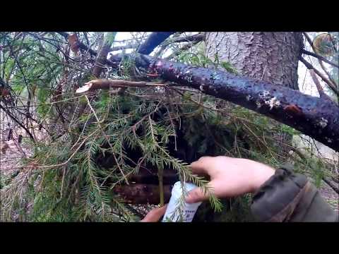 Видео: Охота на куницу. Тест приманки от КапканПром (Будни охотника и рыбака)