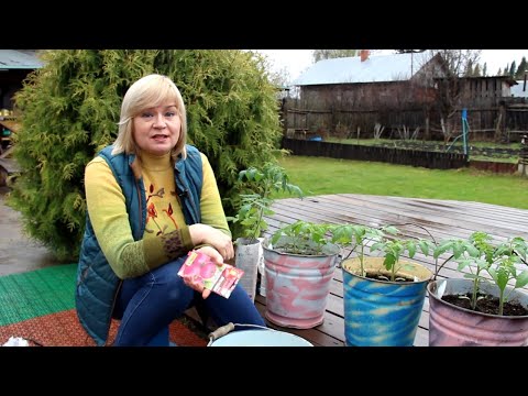 Видео: ВЫРАЩИВАНИЕ ТОМАТОВ в ВЕДРАХ! Советы от ЗЕЛЕНОГО ОГОРОДА!
