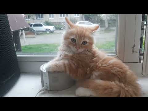 Видео: Степа и сема 