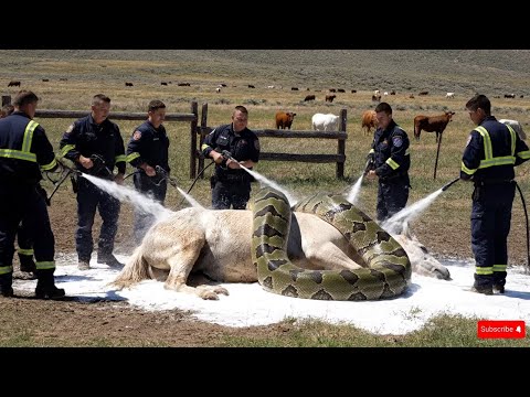 Видео: Волосы Встают Дыбом! Эти Случаи С Животными Вы Запомните На Всю Жизнь