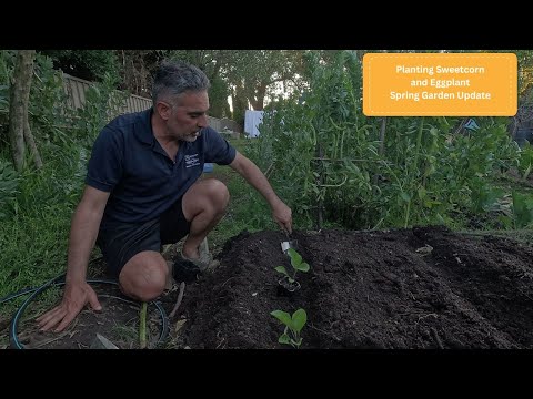 Видео: Посадка рассады сладкой кукурузы и баклажанов
