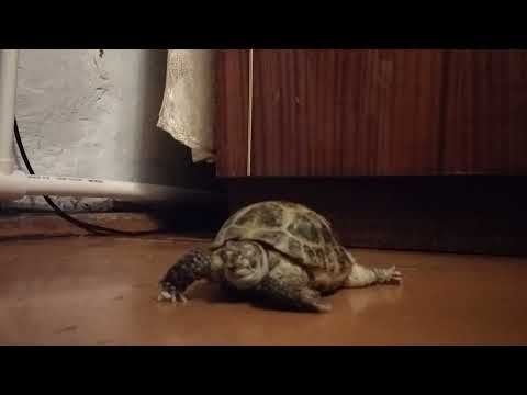 Видео: черепаха 🐢 спит