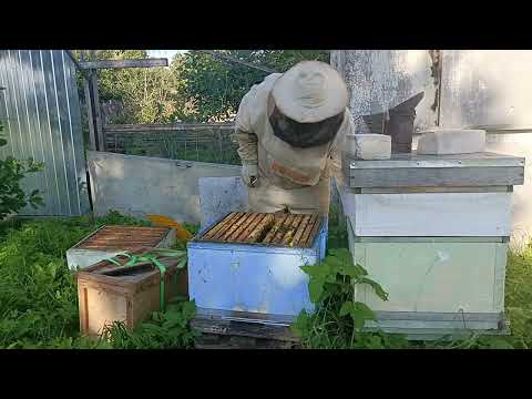 Видео: Пчеловодство - Осмотр семей на начало главного взятка 2025
