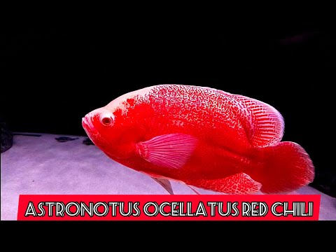 Видео: ПОЛУЧИЛ НОВУЮ РЫБУ. ТАКИХ  ВИДЕЛ ТОЛЬКО НА КАРТИНКЕ.🔥🐟