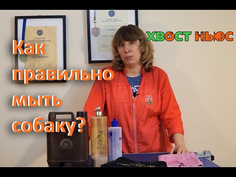 Видео: Как мыть собак в домашних условиях? Советы грумера.