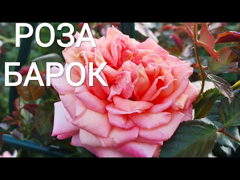 Видео: РОЗА БАРОК(BAROCK) Tantau, 1999.