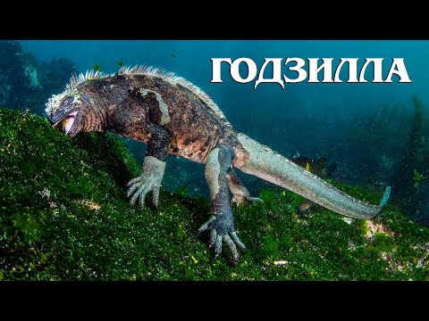 Видео: Галапагосская морская игуана: Профессиональная ныряльщица | Интересные факты про морскую игуану